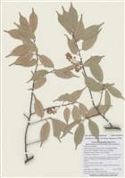 藏品(黑星櫻)的圖片